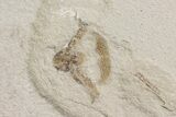 Fossil Fly, Crane Fly and Beetle - Green River Formation, Utah #108830-1